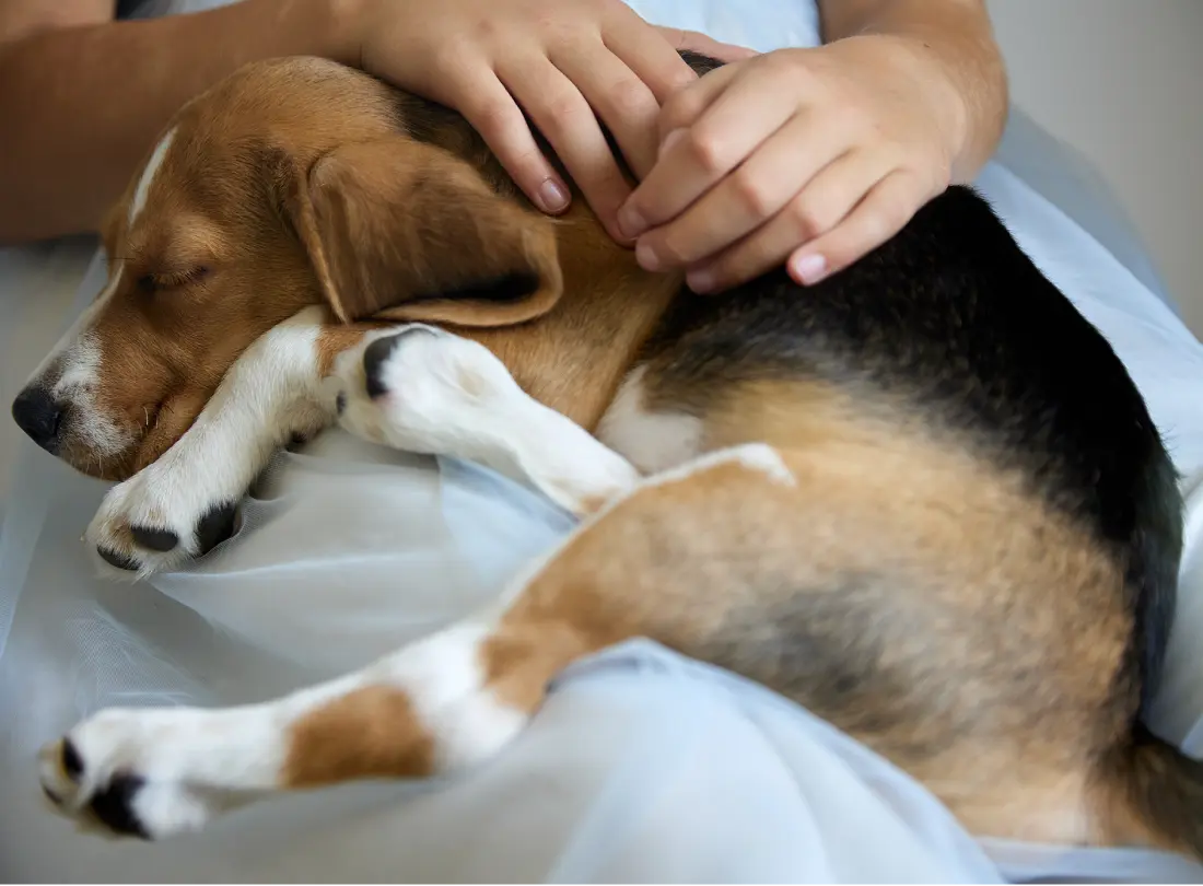 亡くなった子へのオマージュ