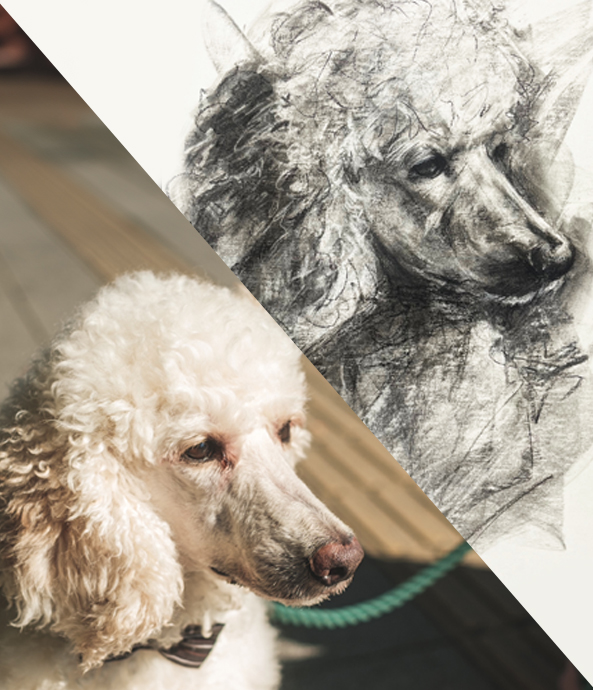 I.Y様のスタンダードプードル