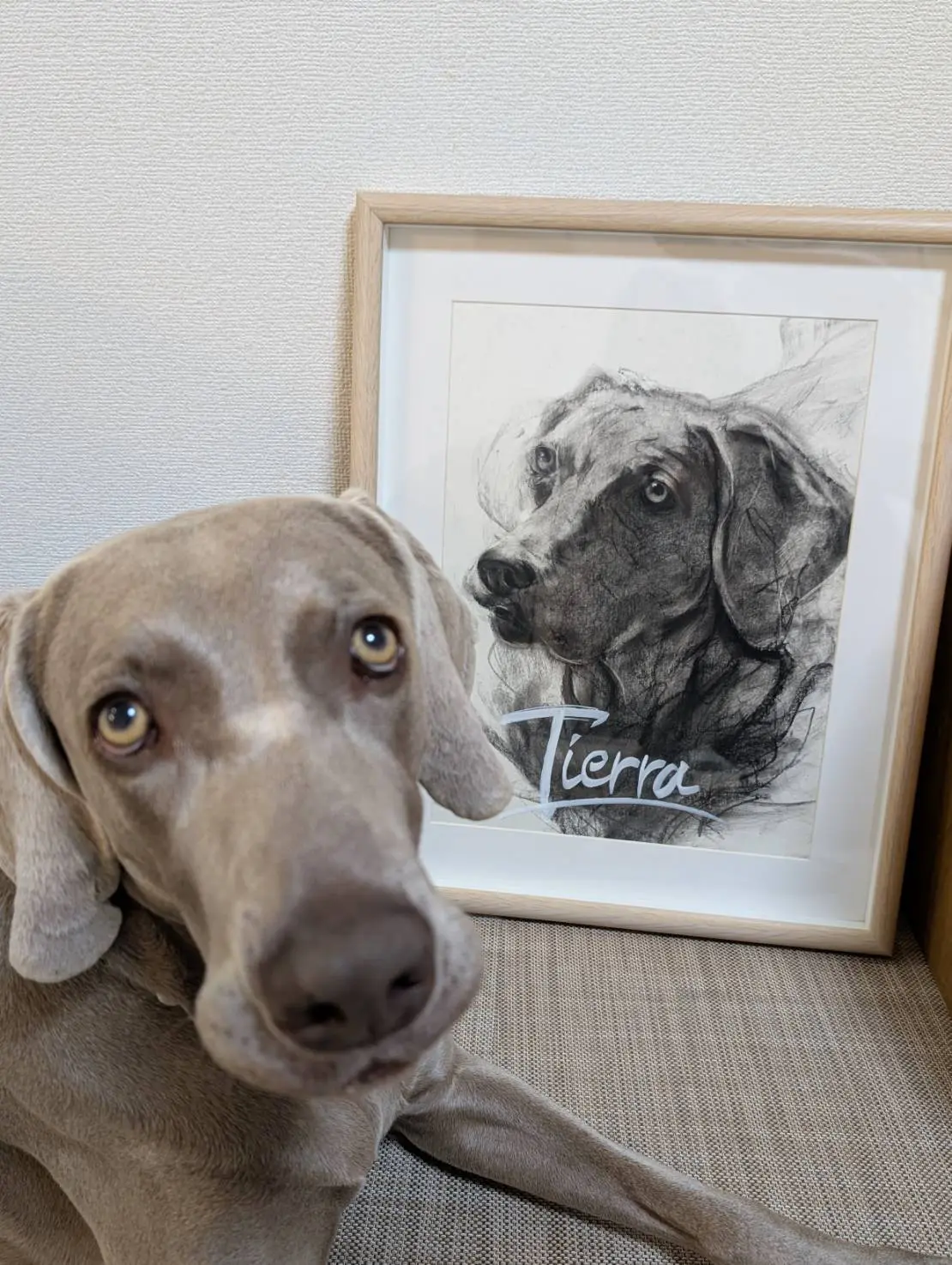 N.K.様のワイマラナー